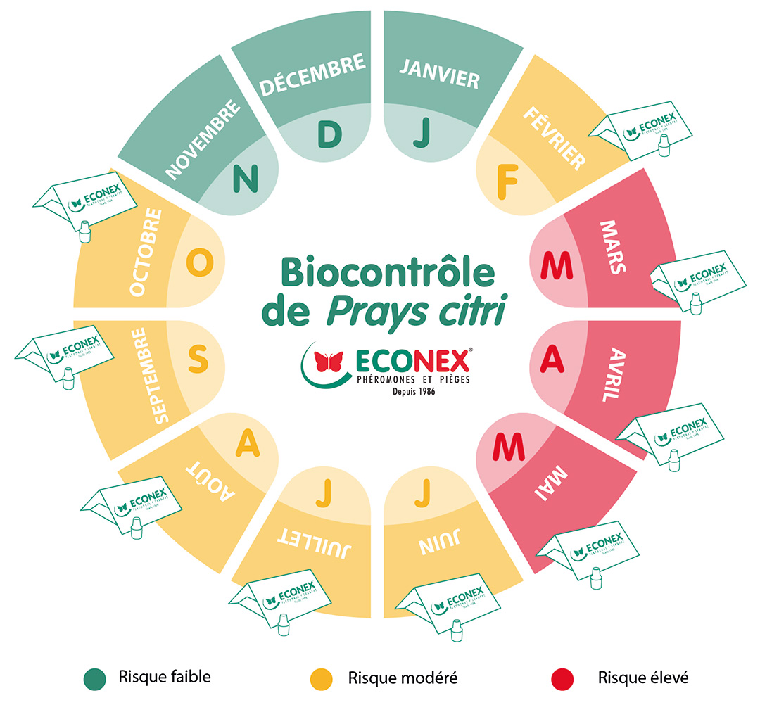 Biocontrol del prays citri con soluciones ECONEX